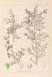 Herbier de la flore française Pl0149 - Louis Antoine Cusin — vista de la obra