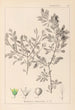 Herbier de la flore française Pl0150 - Louis Antoine Cusin — vista de la obra