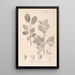 Herbier de la flore française Pl0151 - Louis Antoine Cusin — framed artwork on a wall