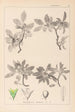 Herbier de la flore française Pl0152 - Louis Antoine Cusin — artwork view