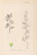 Herbier de la flore française Pl0153 - Louis Antoine Cusin — vista de la obra