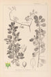 Herbier de la flore française Pl0154 - Louis Antoine Cusin — vista de la obra