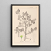Herbier de la flore française Pl0156 - Louis Antoine Cusin — framed artwork on a wall