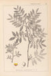 Herbier de la flore française Pl0157 - Louis Antoine Cusin — artwork view