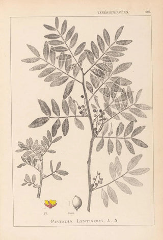Louis Antoine Cusin - Herbier de la flore franaise Pl0157.webp