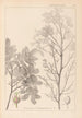 Herbier de la flore française Pl0158 - Louis Antoine Cusin — vista de la obra