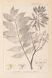 Herbier de la flore française Pl0162 - Louis Antoine Cusin — artwork view