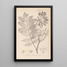 Herbier de la flore française Pl0162 - Louis Antoine Cusin — framed artwork on a wall