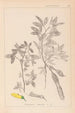 Herbier de la flore française Pl0163 - Louis Antoine Cusin — vista de la obra