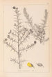 Herbier de la flore française Pl0164 - Louis Antoine Cusin — artwork view