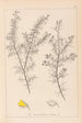Herbier de la flore française Pl0165 - Louis Antoine Cusin — artwork view