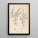 Herbier de la flore française Pl0165 - Louis Antoine Cusin — framed artwork on a wall