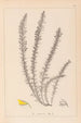 Herbier de la flore française Pl0166 - Louis Antoine Cusin — artwork view
