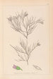 Herbier de la flore française Pl0167 - Louis Antoine Cusin — vista de la obra