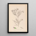 Herbier de la flore française Pl0167 - Louis Antoine Cusin — cuadro enmarcado en la pared