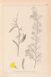Herbier de la flore française Pl0168 - Louis Antoine Cusin — vista de la obra