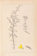 Herbier de la flore française Pl0169 - Louis Antoine Cusin — vista de la obra