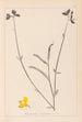 Herbier de la flore française Pl0170 - Louis Antoine Cusin — vista de la obra