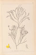 Herbier de la flore française Pl0173 - Louis Antoine Cusin — vista de la obra