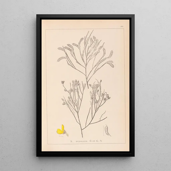 Louis Antoine Cusin - Herbier de la flore franaise Pl0173.webp