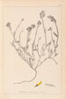 Herbier de la flore française Pl0174 - Louis Antoine Cusin — vista de la obra