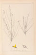 Herbier de la flore française Pl0175 - Louis Antoine Cusin — vista de la obra