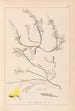 Herbier de la flore française Pl0176 - Louis Antoine Cusin — artwork view