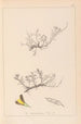 Herbier de la flore française Pl0177 - Louis Antoine Cusin — artwork view