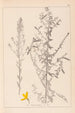 Herbier de la flore française Pl0178 - Louis Antoine Cusin — vista de la obra