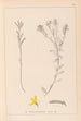 Herbier de la flore française Pl0179 - Louis Antoine Cusin — vista de la obra