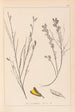 Herbier de la flore française Pl0180 - Louis Antoine Cusin — vista de la obra