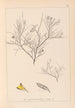 Herbier de la flore française Pl0181 - Louis Antoine Cusin — vista de la obra