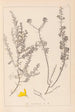 Herbier de la flore française Pl0184 - Louis Antoine Cusin — vista de la obra