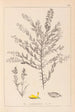 Herbier de la flore française Pl0185 - Louis Antoine Cusin — vista de la obra