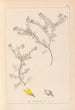 Herbier de la flore française Pl0186 - Louis Antoine Cusin — artwork view
