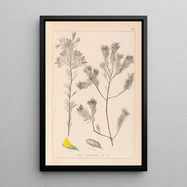 Louis Antoine Cusin - Herbier de la flore franaise Pl0188.webp