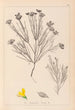 Herbier de la flore française Pl0189 - Louis Antoine Cusin — vista de la obra