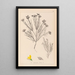 Herbier de la flore française Pl0189 - Louis Antoine Cusin — cuadro enmarcado en la pared