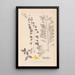 Louis Antoine Cusin - Herbier de la flore franaise Pl0192.webp