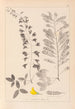 Herbier de la flore française Pl0192 - Louis Antoine Cusin — artwork view