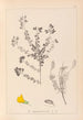 Herbier de la flore française Pl0193 - Louis Antoine Cusin — vista de la obra