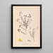 Herbier de la flore française Pl0193 - Louis Antoine Cusin — cuadro enmarcado en la pared