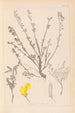 Herbier de la flore française Pl0196 - Louis Antoine Cusin — vista de la obra