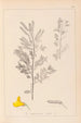 Herbier de la flore française Pl0197 - Louis Antoine Cusin — vista de la obra