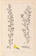 Herbier de la flore française Pl0198 - Louis Antoine Cusin — artwork view