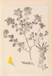Herbier de la flore française Pl0200 - Louis Antoine Cusin — artwork view