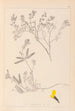 Herbier de la flore française Pl0201 - Louis Antoine Cusin — artwork view