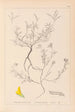 Herbier de la flore française Pl0202 - Louis Antoine Cusin — artwork view