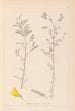 Herbier de la flore française Pl0204 - Louis Antoine Cusin — vista de la obra
