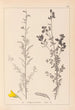 Herbier de la flore française Pl0205 - Louis Antoine Cusin — vista de la obra